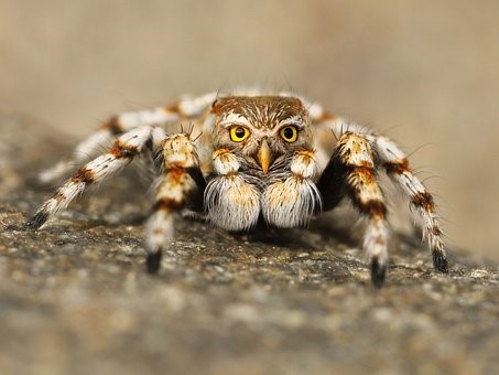 Aranha com cara de coruja